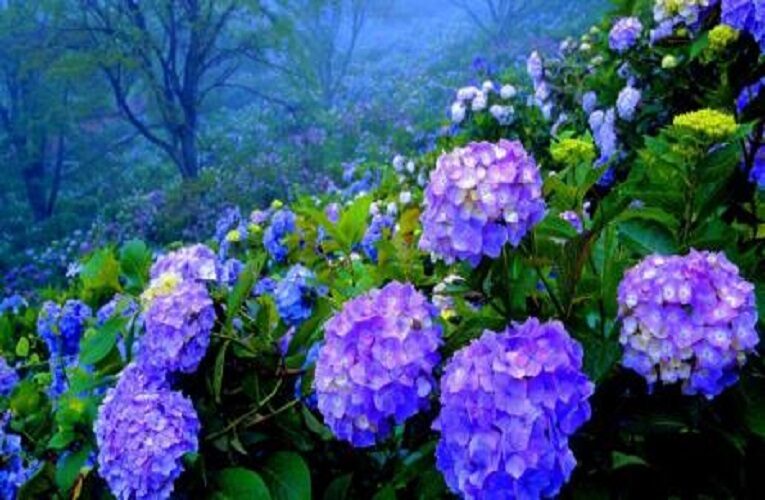 Let These Amazing Hydrangeas Bloom Your Business