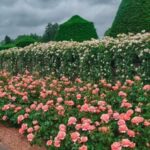 Let These Amazing Hydrangeas Bloom Your Business