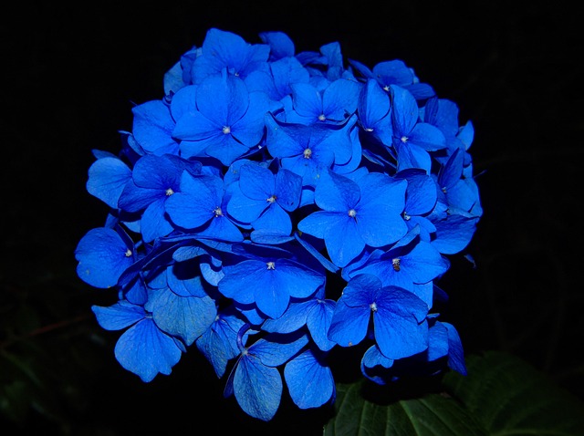 how to grow hydrangeas from cuttings