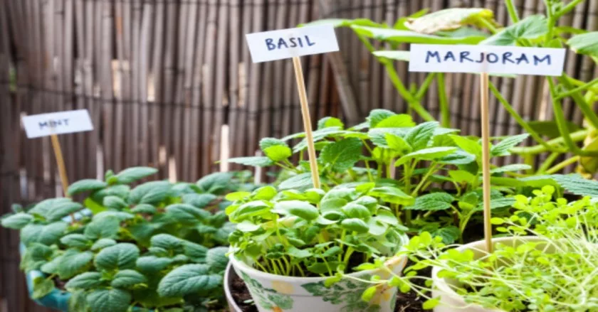 Essential Herbs for Home Gardening
