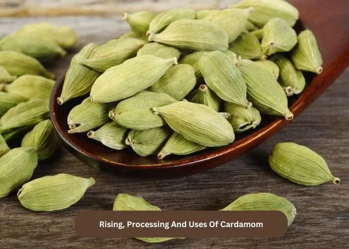 Rising, Processing And Uses Of Cardamom