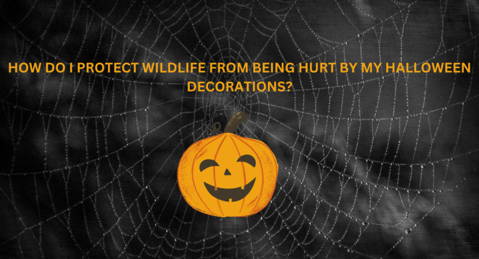 protect wildlife from halloween decorations